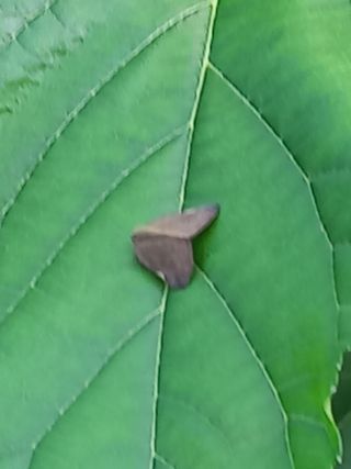 구인석님의 기타작물 · 병해충상담 작성글 사진