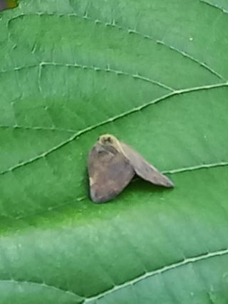 구인석님의 기타작물 · 병해충상담 작성글 사진