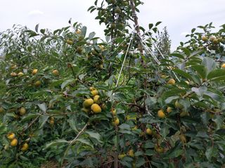 철남 김희곤님의 10월 농사 성적 자랑하기 · 참여글 작성글 사진