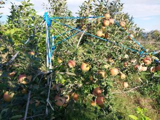 철남 김희곤님의 10월 농사 성적 자랑하기 · 참여글 작성글 사진