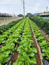 팜모닝 배추·일상 게시글 이미지