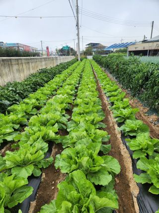 김시내 님의 배추 · 일상 작성글 사진