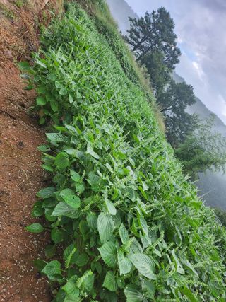 배주원님의 들깨 · 자유게시판 작성글 사진