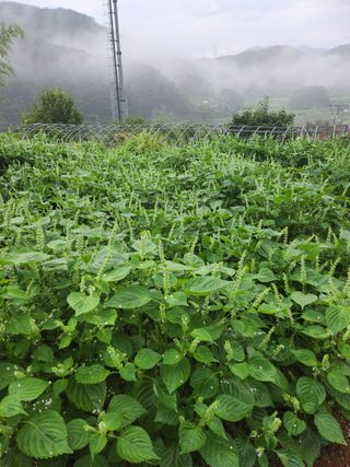 배주원님의 들깨 · 자유게시판 작성글 사진