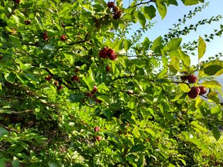 신춘식님의 10월 농사 성적 자랑하기 · 참여글 작성글 사진