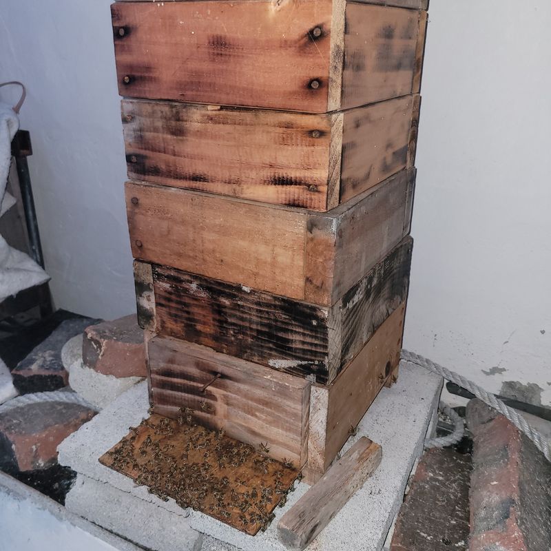 봉선이네봉장 님의 장터 판매 상품 [토종벌 토종꿀  판매 2.4kg/병 30만원  사진 참] 첨부 사진