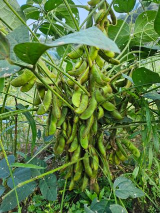 장운수님의 10월 농사 성적 자랑하기 · 참여글 작성글 사진