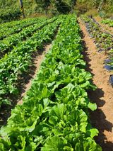 팜모닝 배추·일상 게시글 이미지