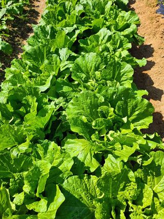 이형록님의 배추 · 일상 작성글 사진