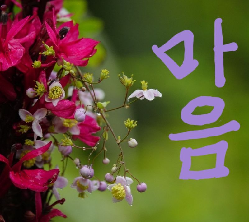 장터 상품 [농기계  중에서 트렉터 를 ~ 처음 타 보려고 교육을 ] 썸네일