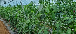 김종영_군산솔라팜님의 고추 · 영농일지 작성글 사진