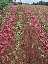 팜모닝 10월 농사 성적 자랑하기·참여글 게시글 이미지