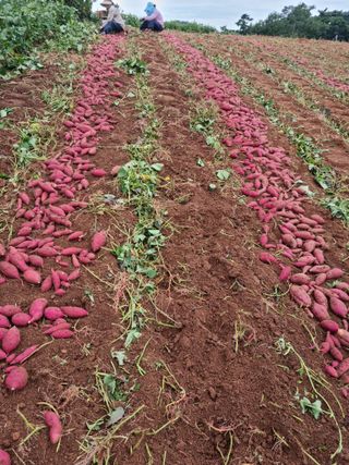 해바우님의 10월 농사 성적 자랑하기 · 참여글 작성글 사진