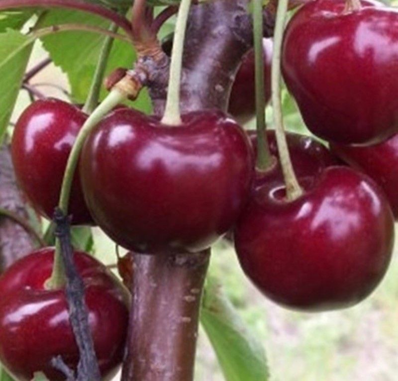 장터 상품 [라핀 체리나무 3년생 결실주 분묘] 썸네일