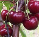 팜모닝 · 게시글 이미지