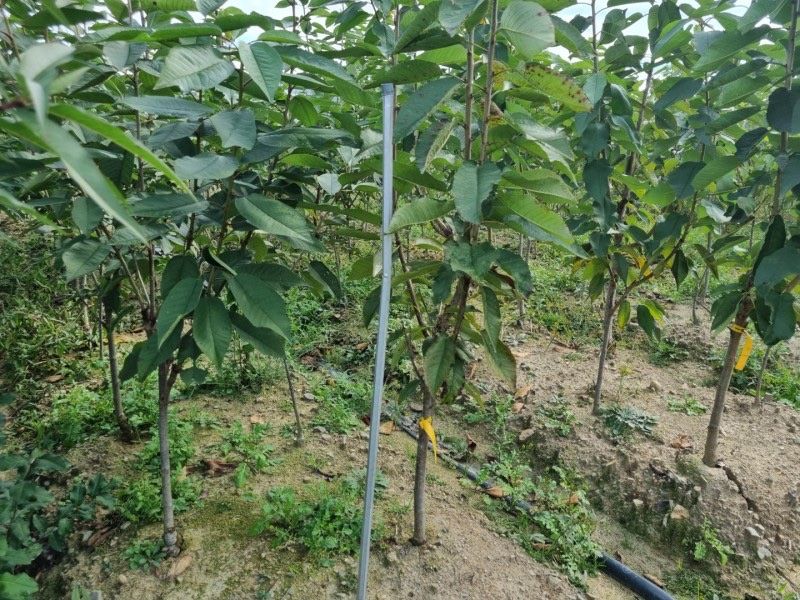 일심묘목농원님의 장터 판매 상품 [라핀 체리나무 3년생 결실주 분묘] 첨부 사진