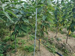 일심묘목농원님의 작성글 사진