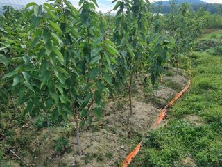 일심묘목농원님의 작성글 사진