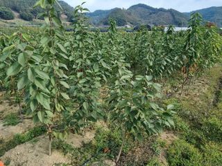 일심묘목농원님의 작성글 사진