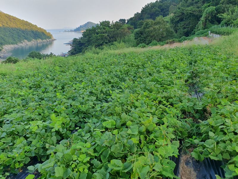 장터 상품 [히카마(멕시코감자)5kg, 10kg(20kg 한정판매-판매완료)] 썸네일