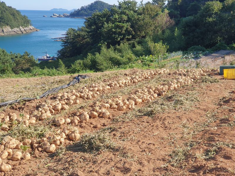 송죽암님의 장터 판매 상품 [히카마(멕시코감자)5kg, 10kg(20kg 한정판매-판매완료)] 첨부 사진
