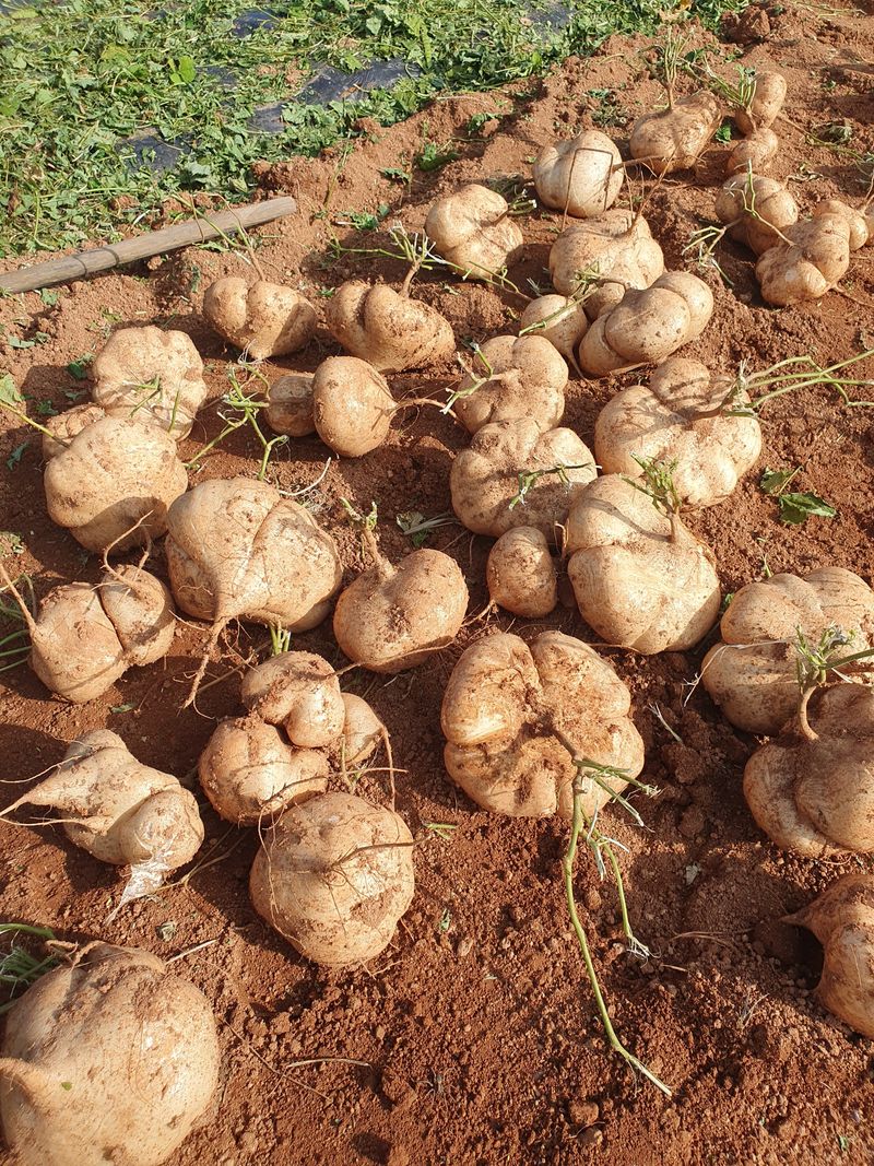 송죽암님의 장터 판매 상품 [히카마(멕시코감자)5kg, 10kg(20kg 한정판매-판매완료)] 첨부 사진
