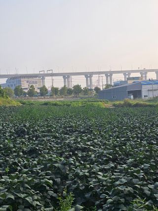 묽맑은 길 이영행님의 10월 농사 성적 자랑하기 · 참여글 작성글 사진