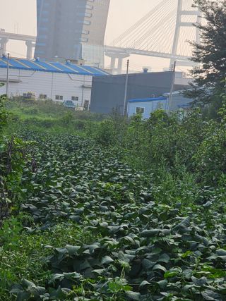 묽맑은 길 이영행님의 10월 농사 성적 자랑하기 · 참여글 작성글 사진