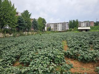묽맑은 길 이영행님의 10월 농사 성적 자랑하기 · 참여글 작성글 사진