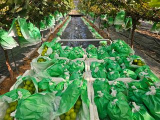 박종숙님의 포도 · 자유게시판 작성글 사진