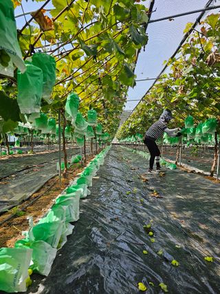 박종숙님의 포도 · 자유게시판 작성글 사진