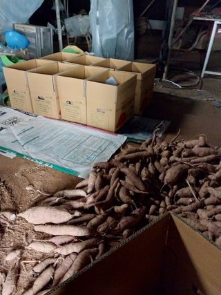 당진시 옥수수님의 10월 농사 성적 자랑하기 · 참여글 작성글 사진