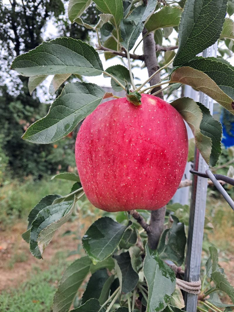 장터 상품 [시나노스위트5kg] 썸네일