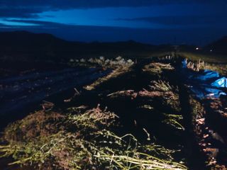 민들레 수연님의 벼 · 영농일지 작성글 사진