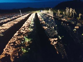 민들레 수연님의 벼 · 영농일지 작성글 사진