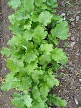 팜모닝 배추·병해충상담 게시글 이미지