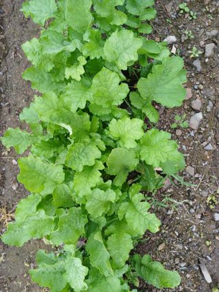 이상애초보농업님의 배추 · 병해충상담 작성글 사진