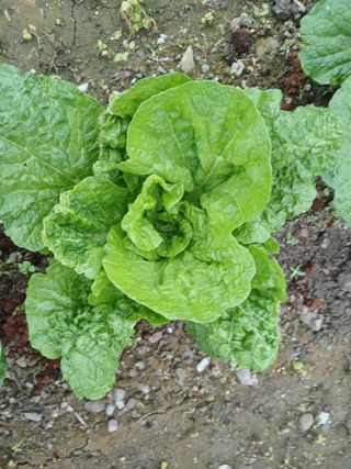 이상애초보농업님의 배추 · 병해충상담 작성글 사진