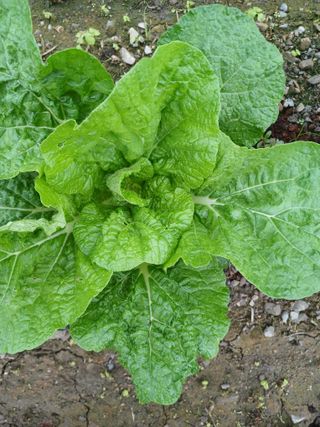 이상애초보농업님의 배추 · 병해충상담 작성글 사진