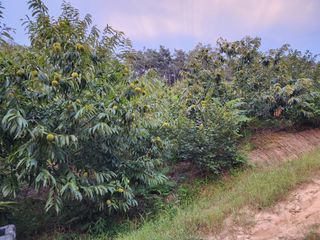 이근배님의 10월 농사 성적 자랑하기 · 참여글 작성글 사진