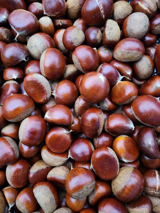 이근배님의 10월 농사 성적 자랑하기 · 참여글 작성글 사진