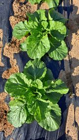 팜모닝 배추·병해충상담 게시글 이미지