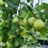 팜모닝 자유주제·자유게시판 게시글 이미지