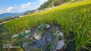 초보농부님의 벼 · 영농일지 작성글 사진