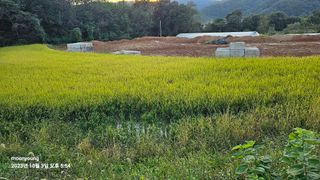 초보농부님의 벼 · 영농일지 작성글 사진