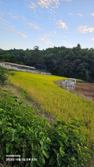 초보농부님의 벼 · 영농일지 작성글 사진