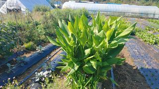 이용일님의 10월 농사 성적 자랑하기 · 참여글 작성글 사진