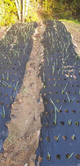 밤까시 여주농장님의 기타작물 · 자유게시판 작성글 사진