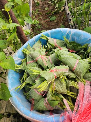 준영농장 출석왕.님의 기타작물 · 영농일지 작성글 사진