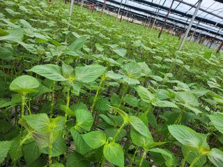 준영농장 출석왕.님의 기타작물 · 영농일지 작성글 사진